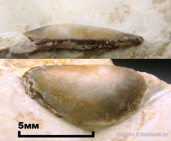 Sandalodus, sandalodus minor