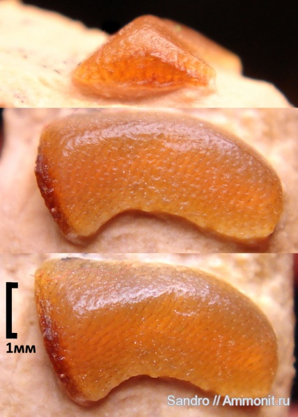 Lagarodus, Psammodontiformes, Lagarodus specularis