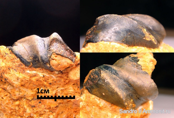 Chondrichthyes, Holocephali, Menaspiformes, Deltoptychius