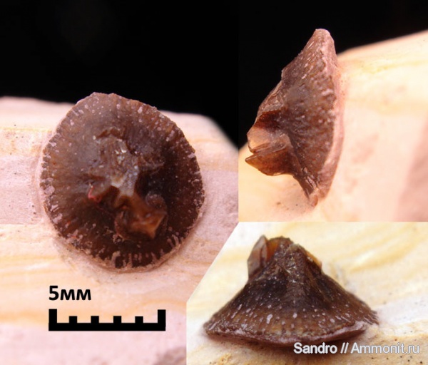 Petrodus, Ostinaspis coronata, Ostinaspis