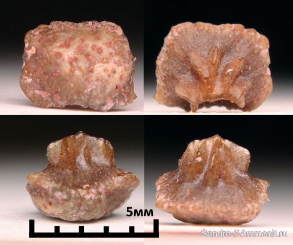 Petrodus, Ostinaspis coronata, Ostinaspis