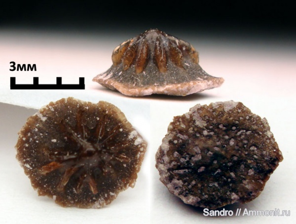 Petrodus, Ostinaspis