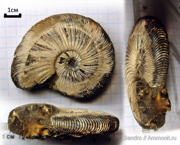 Virgatites, Virgatites gerassimovi Virgatites, Virgatites gerassimovi