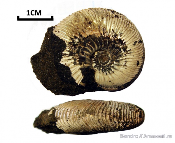 Virgatites, Virgatites gerassimovi Virgatites, Virgatites gerassimovi