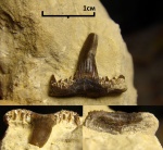 Зуб Saivodus