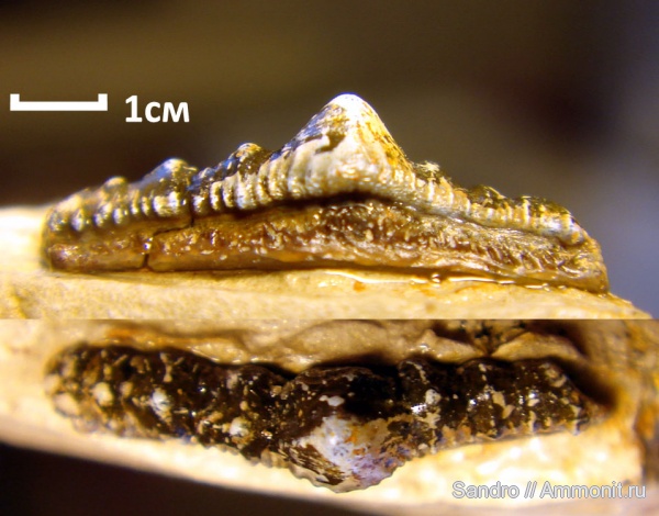 Orodus, Orodontiformes