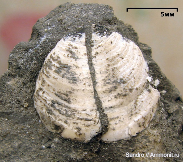 аптихи, Aptychi