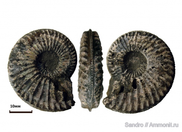 Amoeboceras, Amoeboceras serratum