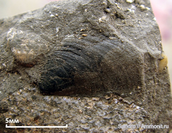 Mirosphinctes, аптихи, Aptychi