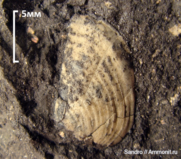 Mirosphinctes, аптихи, Aptychi