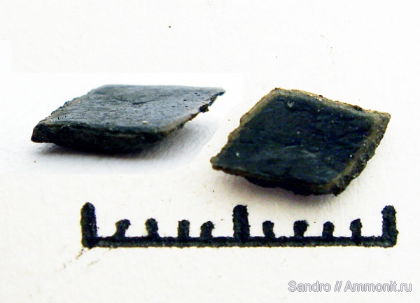 чешуя, Palaeonisciformes