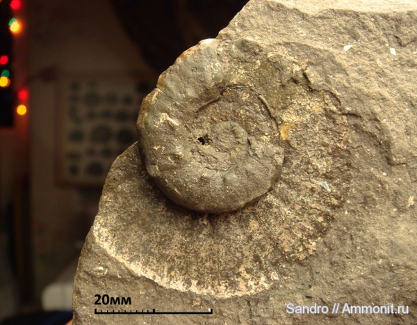 Euaspidoceras, Mirosphinctes