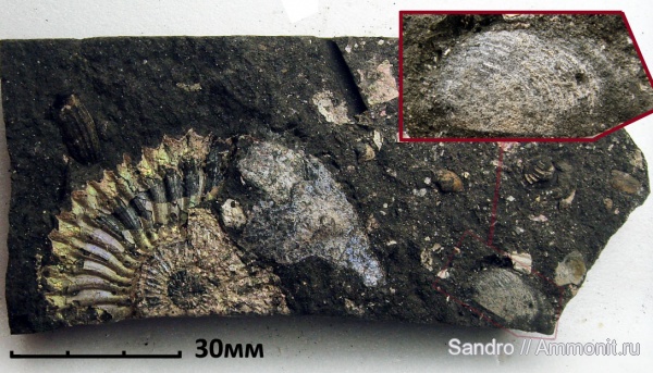 Amoeboceras, Mirosphinctes, аптихи, Aptychi