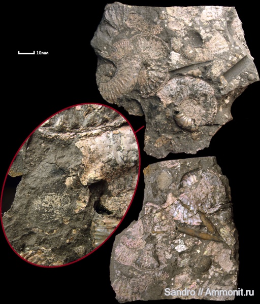 Amoeboceras, Mirosphinctes, аптихи, Aptychi