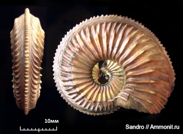 Amoeboceras, ?, Amoeboceras alternoides, Amoeboceras transitorium
