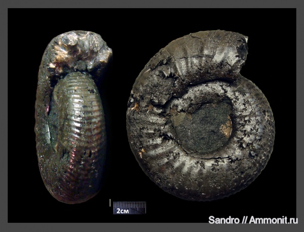 Dorsoplanites, Dorsoplanites serus