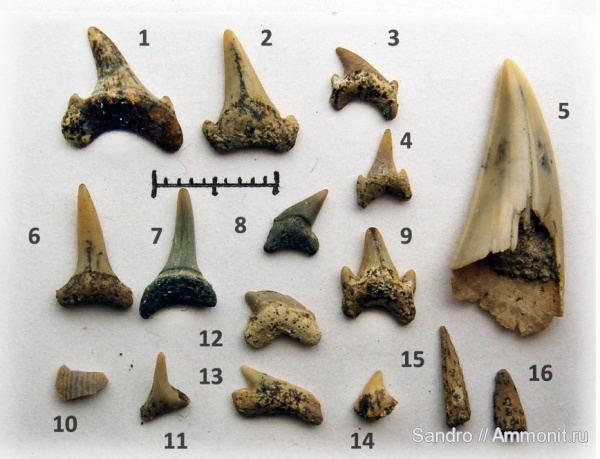 Palaeoanacorax, Eostriatolamia, Ptychodus, Cretoxyrhina, Squatina, Synechodus, Archaeolamna