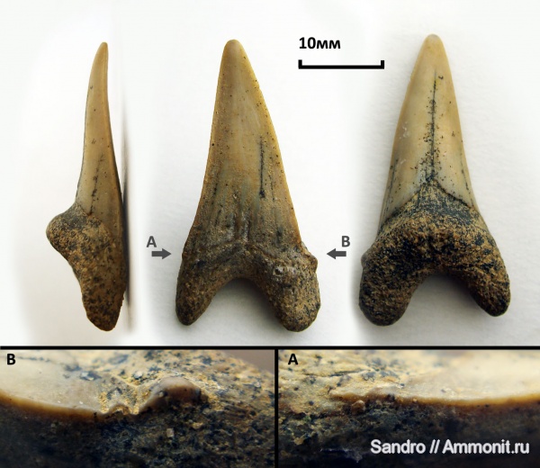 Cretoxyrhina, Cretoxyrhina denticulata, Pseudoisurus