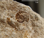 амонителла Shloenbachia varians