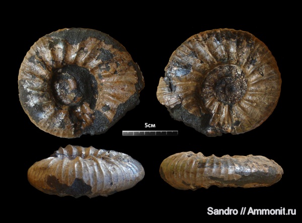 Kachpurites, Subcraspedites, Swinnertonia, Volgian