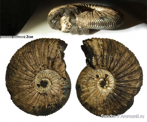 Virgatites, Virgatites virgatus