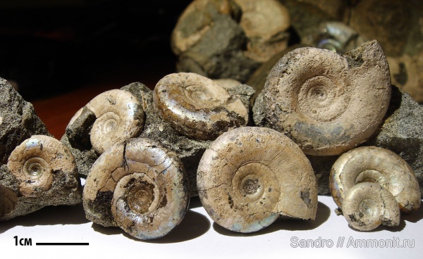 Kachpurites, Kachpurites fulgens, Volgian Kachpurites, Kachpurites fulgens, Volgian