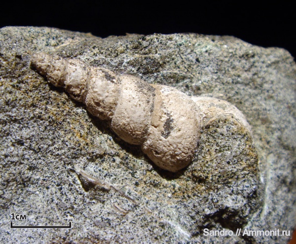 гастроподы, ?, Companella, Companella lahuseni