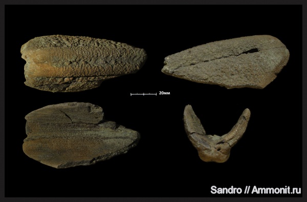 ?, ихтиодорулиты