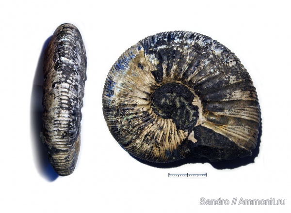 Virgatites, Virgatites gerassimovi, отвалы метро Virgatites, Virgatites gerassimovi, отвалы метро