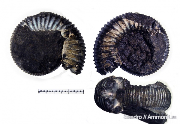 Perisphinctes, ?, Dichotomoceras