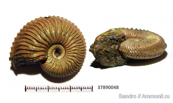 Cardioceras, Cardioceras alphacordatum