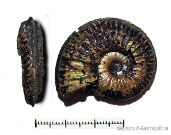 Amoeboceras, Amoeboceras serratum