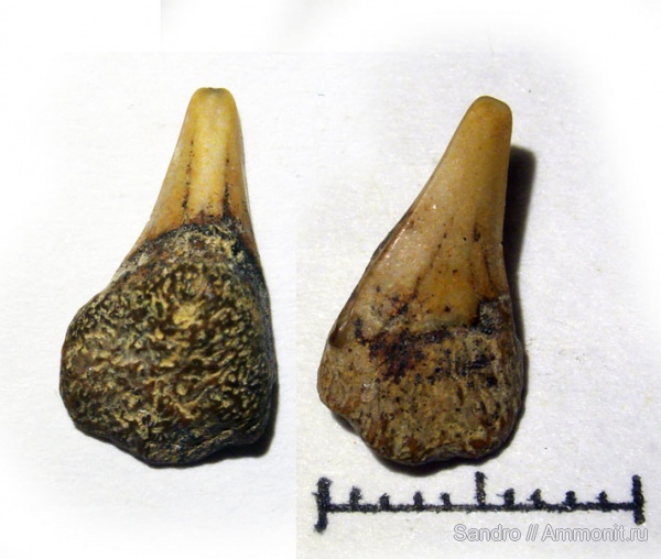 Cretoxyrhina, симфизные зубы