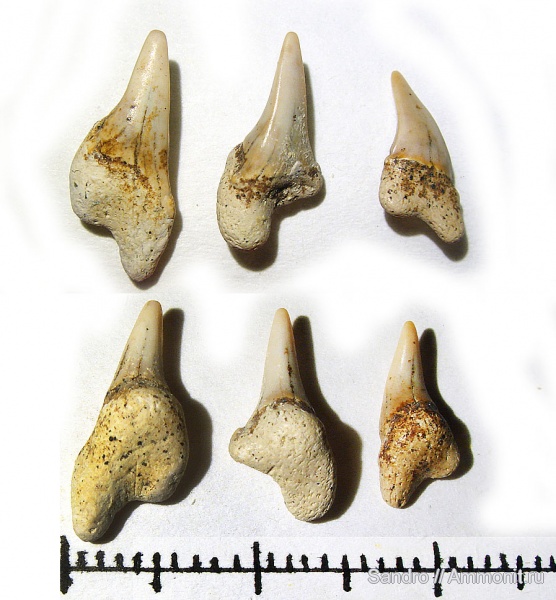 Archaeolamna, симфизные зубы