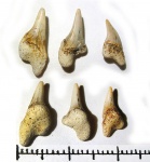 симфизные зубы Archaeolamna sp.