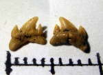 задний зуб Eostriatolamia sp на определение