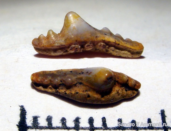 Synechodus, Synechodontiformes, Synechodus dubrisiensis, Palaeospinacidae