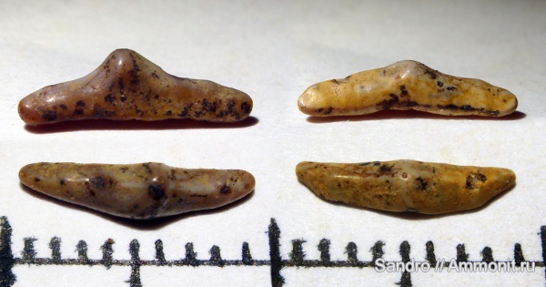 lissodus, Acrodus, Hybodontiformes, Lissodus levis, Polyacrodontidae