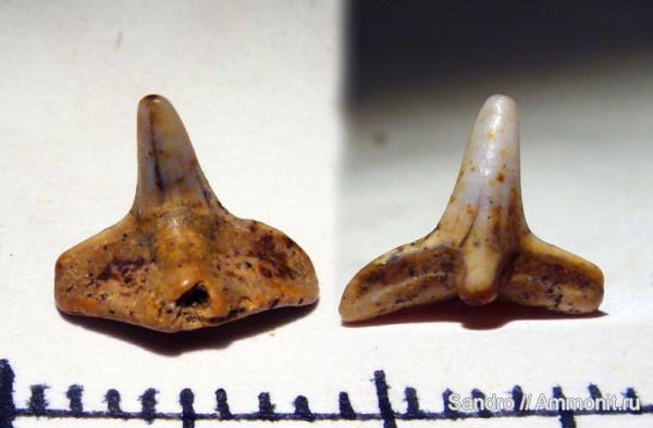 ?, Squatina, Cederstroemia