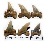 массивные зубы Archaeolamniidae