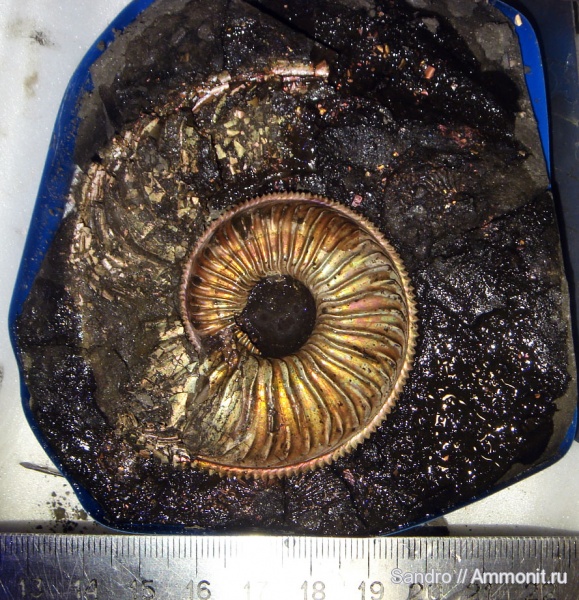 Amoeboceras, Amoeboceras alternoides