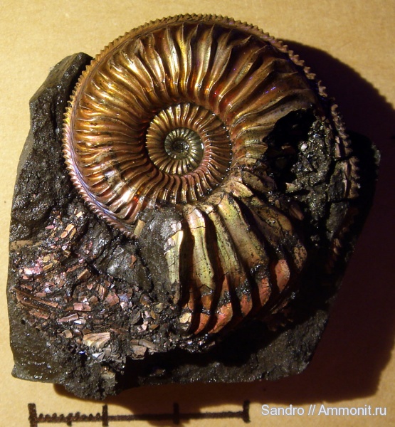 Amoeboceras, Amoeboceras alternoides