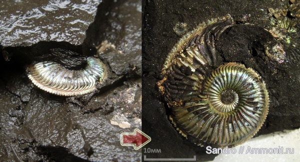 Amoeboceras, Amoeboceras alternoides, устье