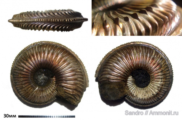 Amoeboceras, ?, Amoeboceras transitorium