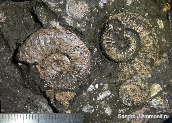 Amoeboceras, Amoeboceras serratum, Mirosphinctes