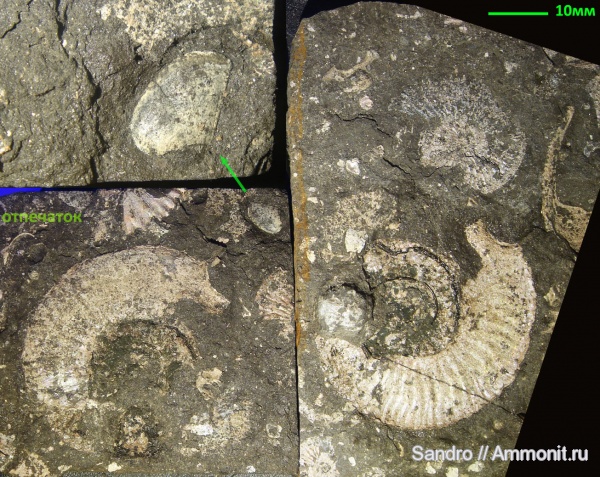Mirosphinctes, сифон, аптихи, ушки, Microconchs, Aptychi, lappets