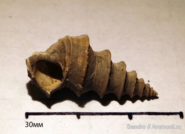 гастроподы, Mathildidae, Erratothilda