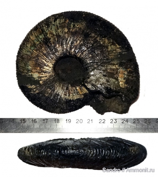 Virgatites, Virgatites gerassimovi
