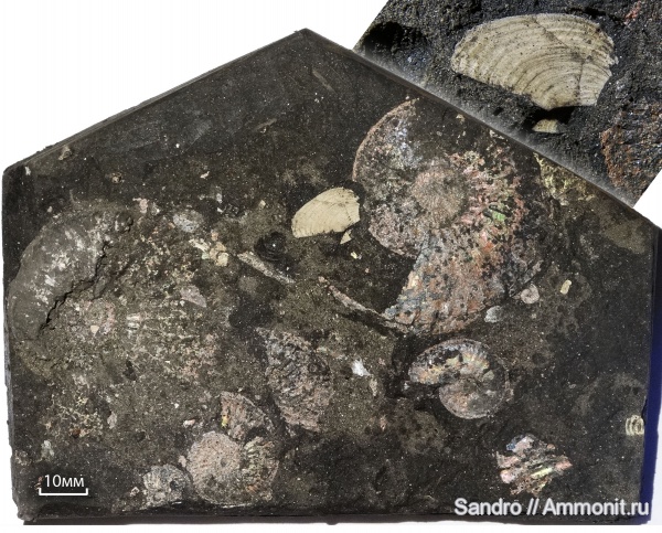 Amoeboceras, Amoeboceras serratum, Mirosphinctes, аптихи, Aptychi