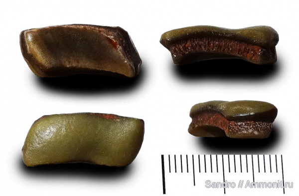 Lagarodus, Psammodontiformes, Lagarodus specularis